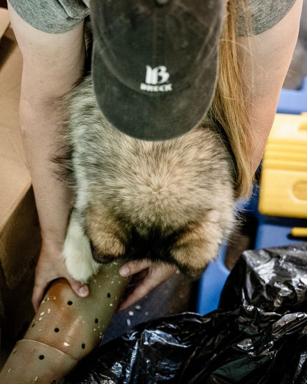 Person fitting a prosthetic leg on a dog's paw.