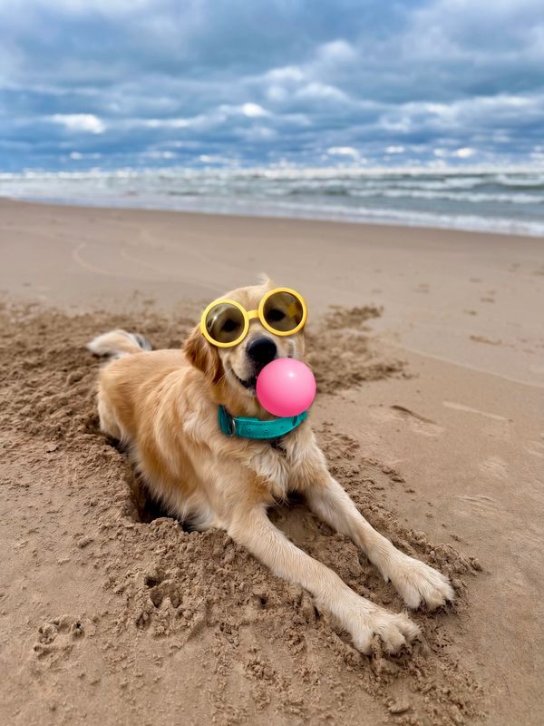 Golden retriever wearing yellow sunglasses and holding a pink ball on the beach.