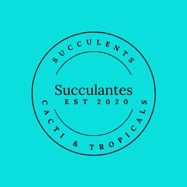 Minimalist logo for Succulantes with a turquoise background and black circular text.