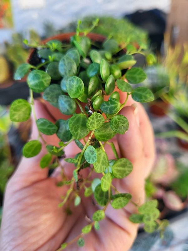 Close-up of a hand holding a small potted plant with round green leaves.