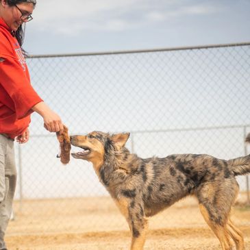 Person playing tug-of-war with dog outdoors.