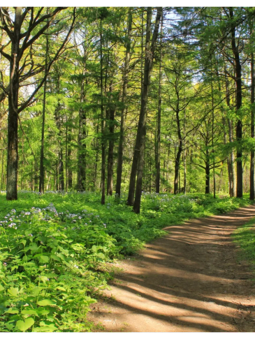 A sunlit forest trail surrounded by green trees and wildflowers.