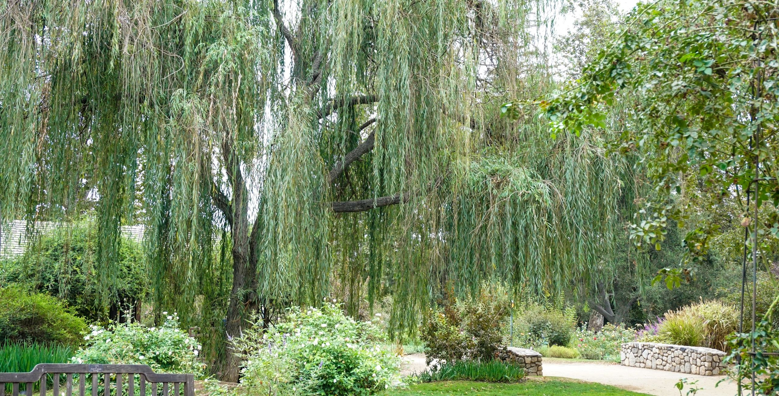 Like this beautiful tree, there is peace and serenity at MELA.  All our welcome who come through our