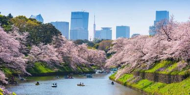 Boats on a river lined with cherry blossoms against a city skyline.