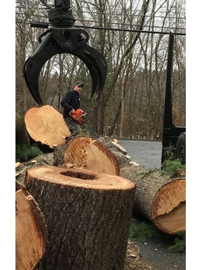 Logger with chainsaw and large cut logs.