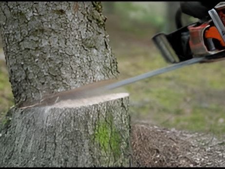 Chainsaw cutting into a tree trunk.