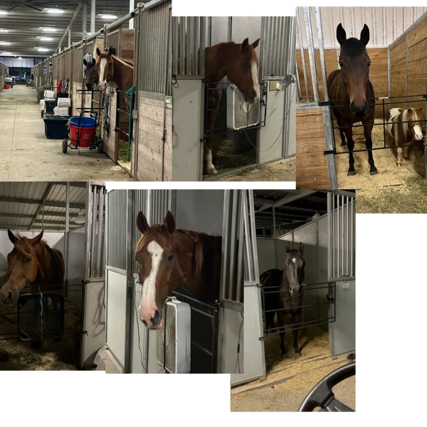 happy equine partners with horse view stall fronts