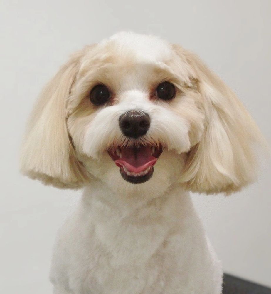 dog groomers venice florida
pet groomers venice fl