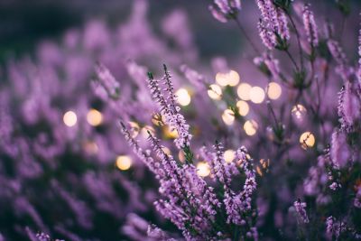 Close-up of lavender flowers with glowing lights in the background.