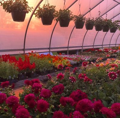 greenhouse with flowers