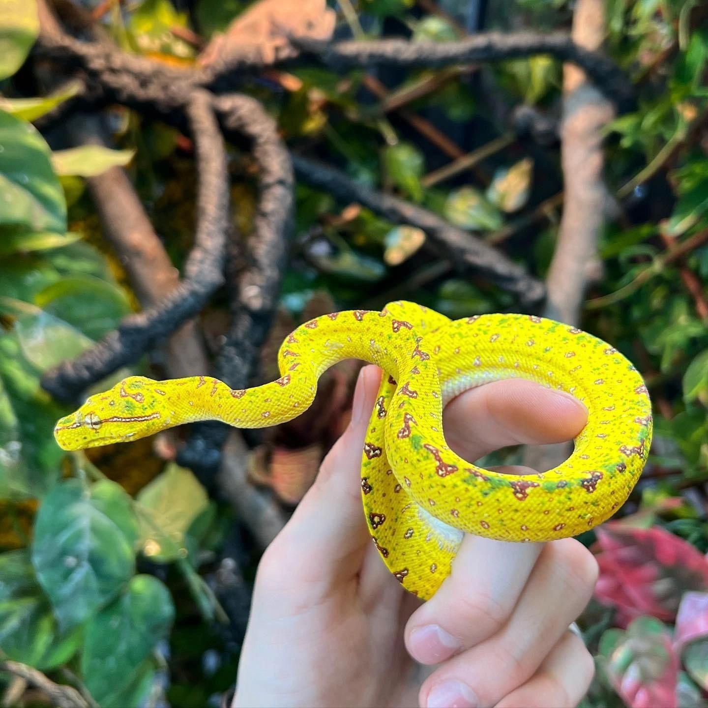 Reptile World - Reptiles, Tienda De Mascotas, Mascotas, Reptiles