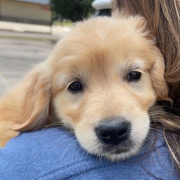 English Creme Golden Retriever Puppy Jovi