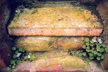 Ancient steps with violets