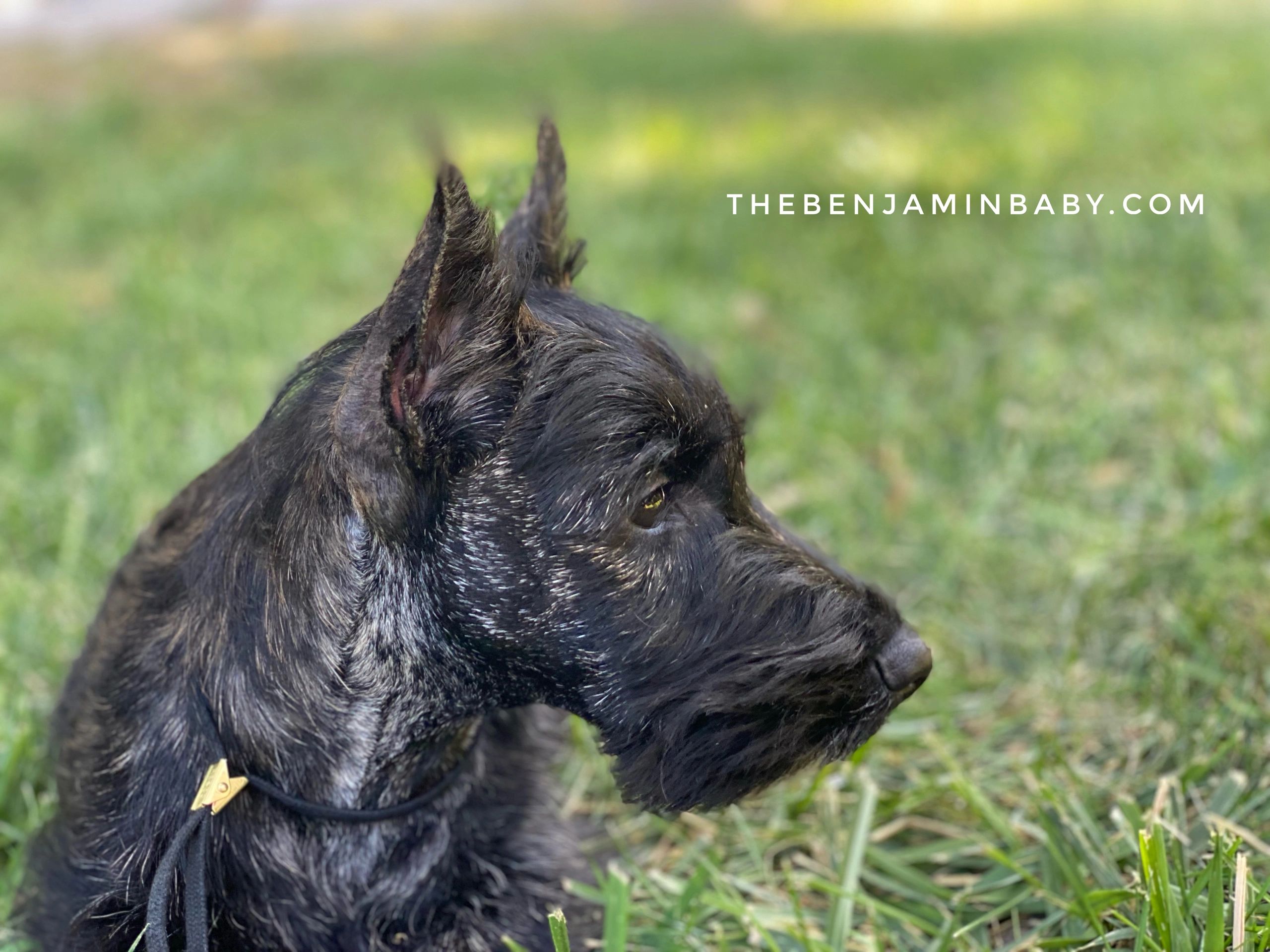 The Benjamin Baby! Follow my Scottish Terrier Adventure… 