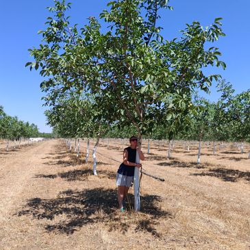 doğa ceviz bahçesi