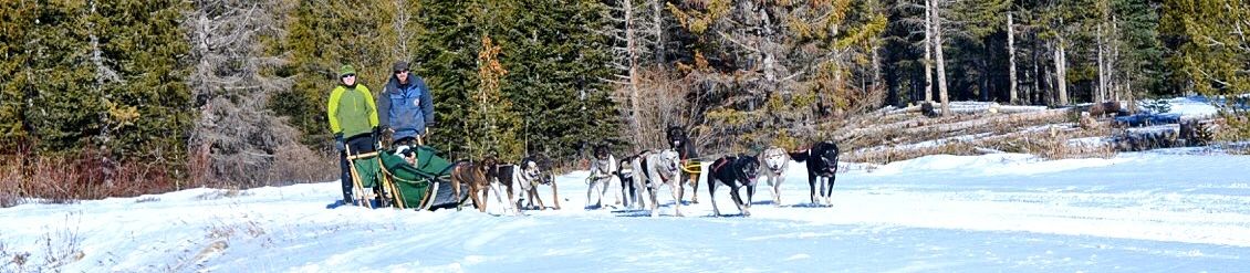 how many dogs pull a sled