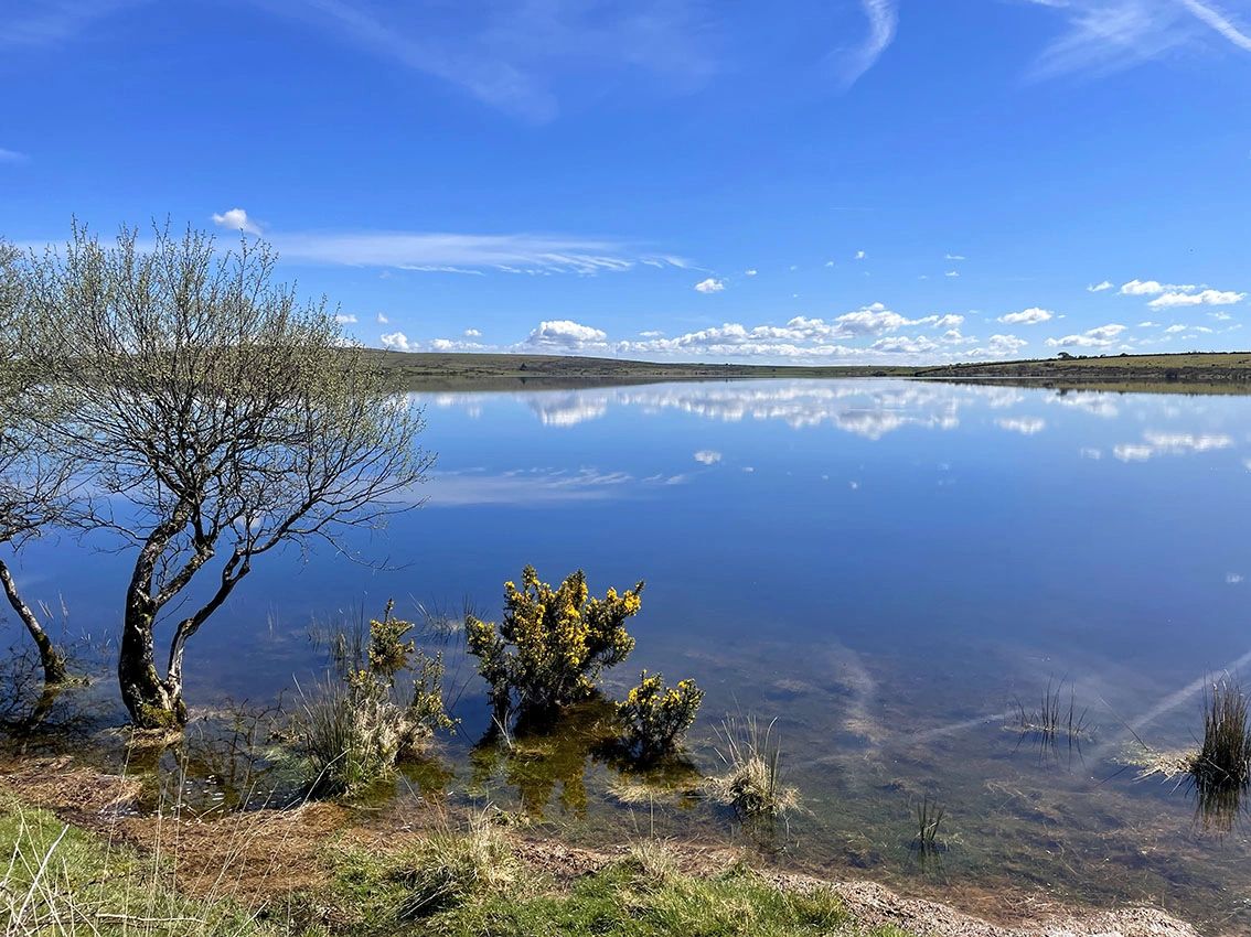 Calm lake reflecting blue sky and clouds with trees and shrubs at the shore.