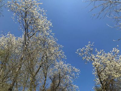 The  poem Lovliest of Trees by A E Housman