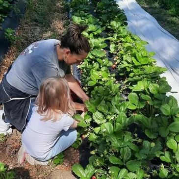 Farmer Jennifer showing a child how to harvest strawberries.