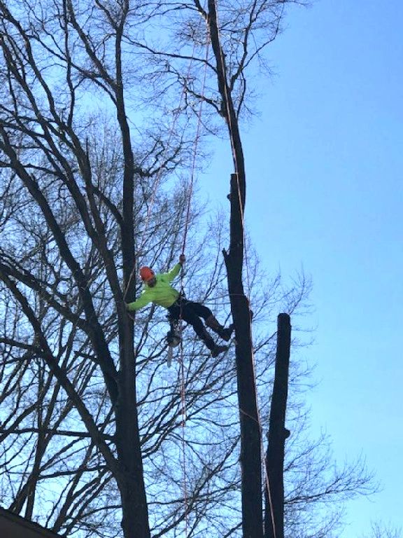 Maryland Tree Service LLC