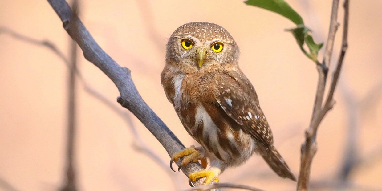 Colima Pygmy-Owl