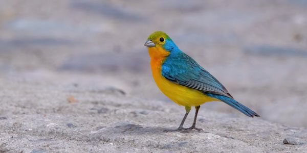 Orange-breasted Bunting