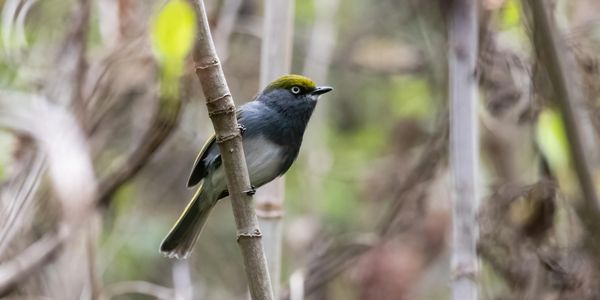 Slaty Vireo