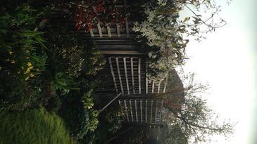 A backyard landscape.