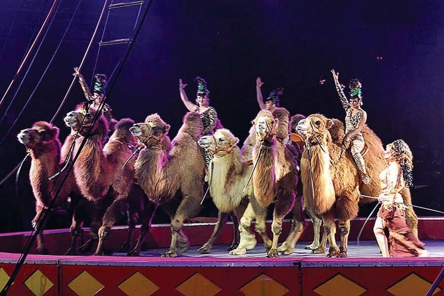 Camel performance at the Ararat Shrine Circus