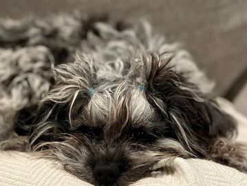 Posh, health-tested F1B Cavapoo mom in Helena, Montana