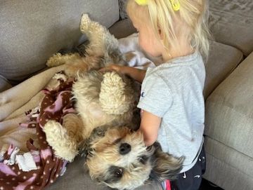 Snooki, family-raised Cavapoo mom in Helena, MT