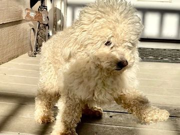 Kobe, gentle F1B Cavapoo sire in Helena, Montana