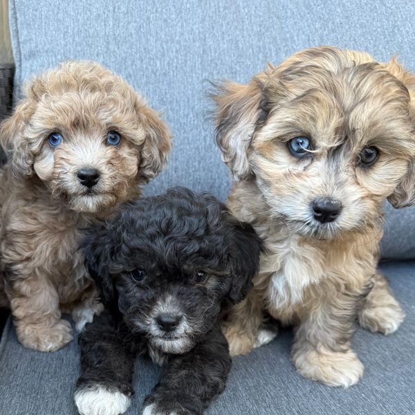 Hypoallergenic Cavapoo puppies for sale in Helena, MT