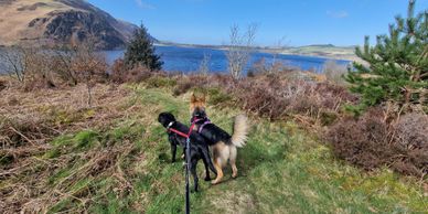 experienced dog walker in Cockermouth. Lake district, adventure days, Wedding Dog Chaperone