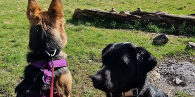 experienced dog walker in Cockermouth. Lake district, adventure days, Wedding Dog Chaperone