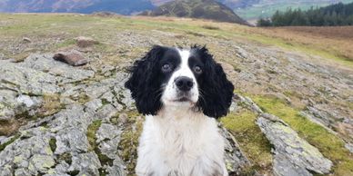 experienced dog walker in Cockermouth. Lake district, adventure days, Wedding Dog Chaperone