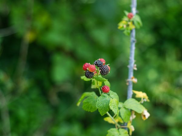 Close-up of ripening blackberries on a leafy branch.