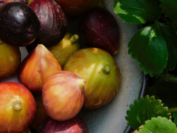 A bowl of colorful fresh figs surrounded by green leaves.