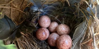 It's not just Tree Swallows or Bluebirds who rely on nest boxes -House Wrens sometimes visit too!
