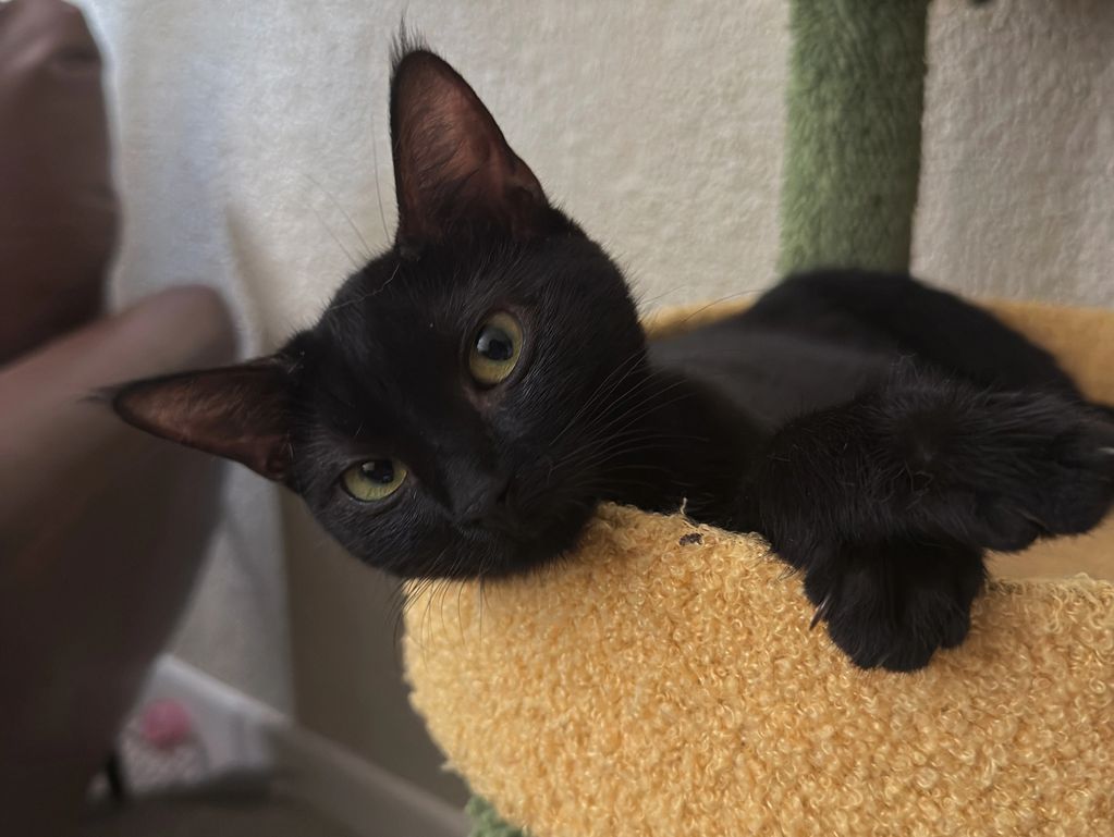 Black cat resting in a yellow bed.