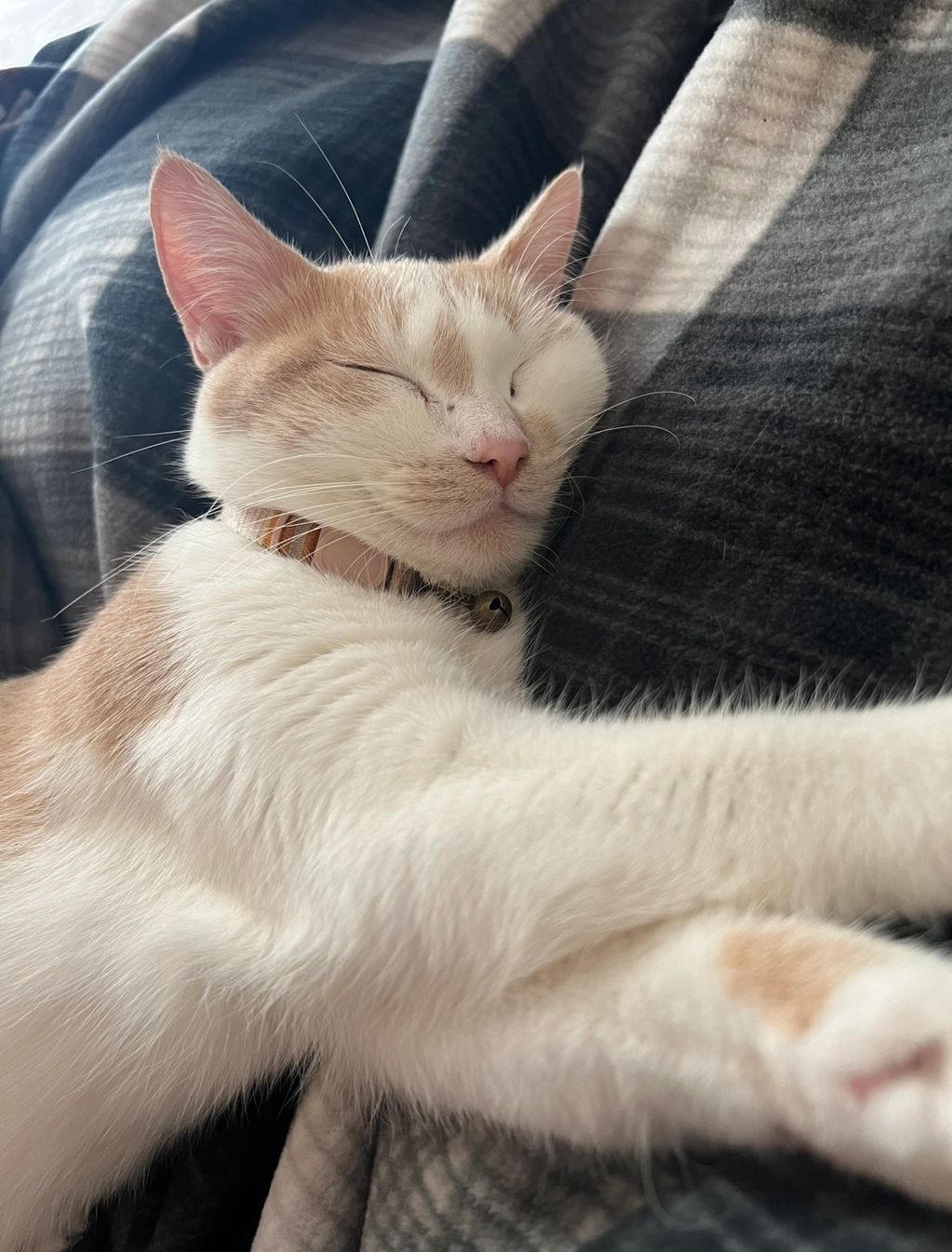 Sleeping cat with a collar and bell.