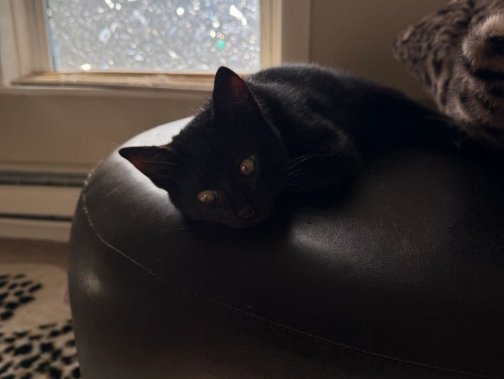 Black kitten resting on a dark round cushion.