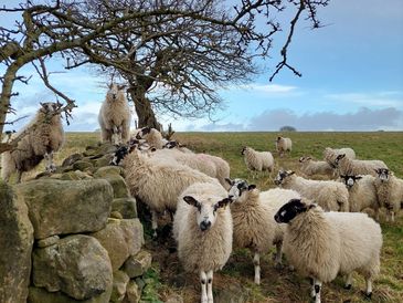 A group of sheep standing close to a wall with trees in the background