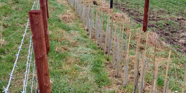 Young hedge plants with spiral guards inside a wire fence