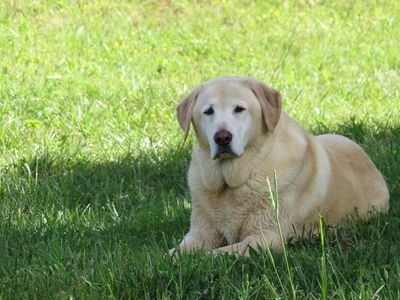 Cyrus is our pup. Three of our cabins are pet friendly so you can bring your whole family with you.