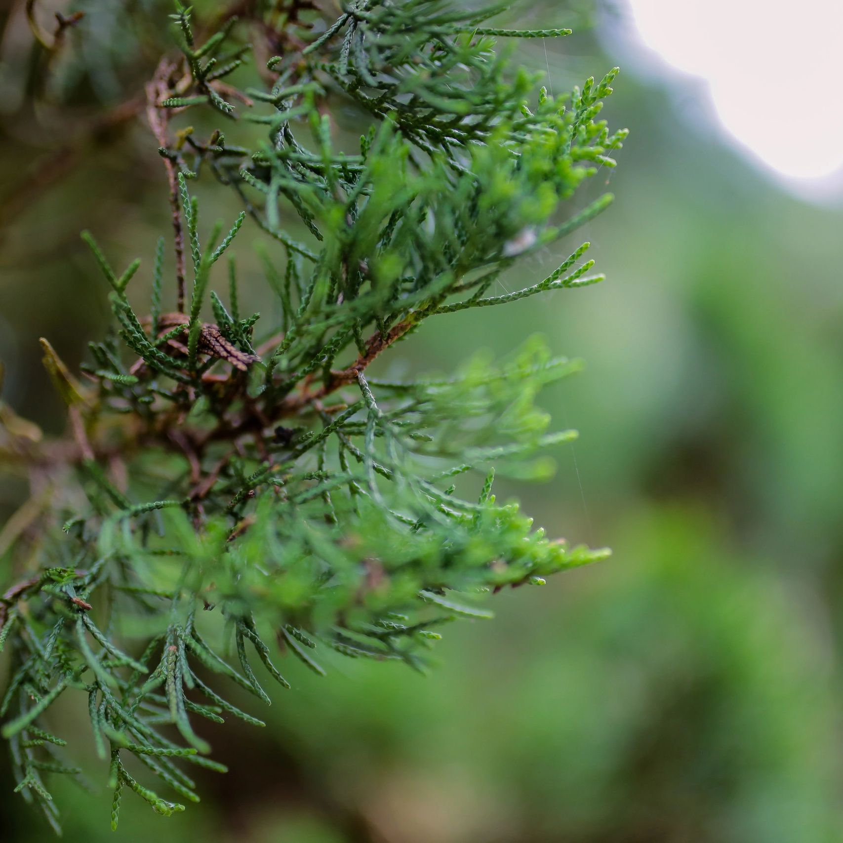 écocoaching : le pouvoir de la nature comme levier de développement