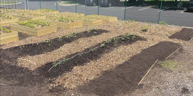 Freshly prepared garden beds with young plants and mulch in a community garden area.
