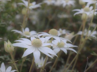 photo of flannel flowers