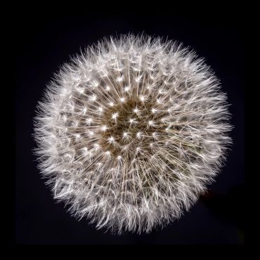 Close-up of a dandelion seed head.