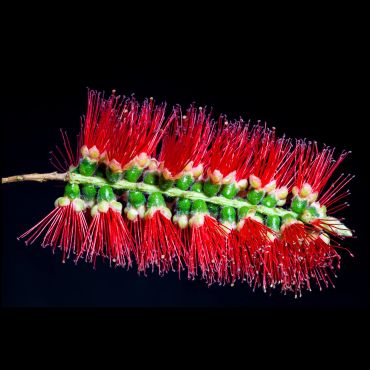Close-up of a vibrant red bottlebrush flower against a black background.